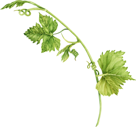Grape branch with green leaves and tendrils isolated on transparent background. Hand drawn watercolor illustration